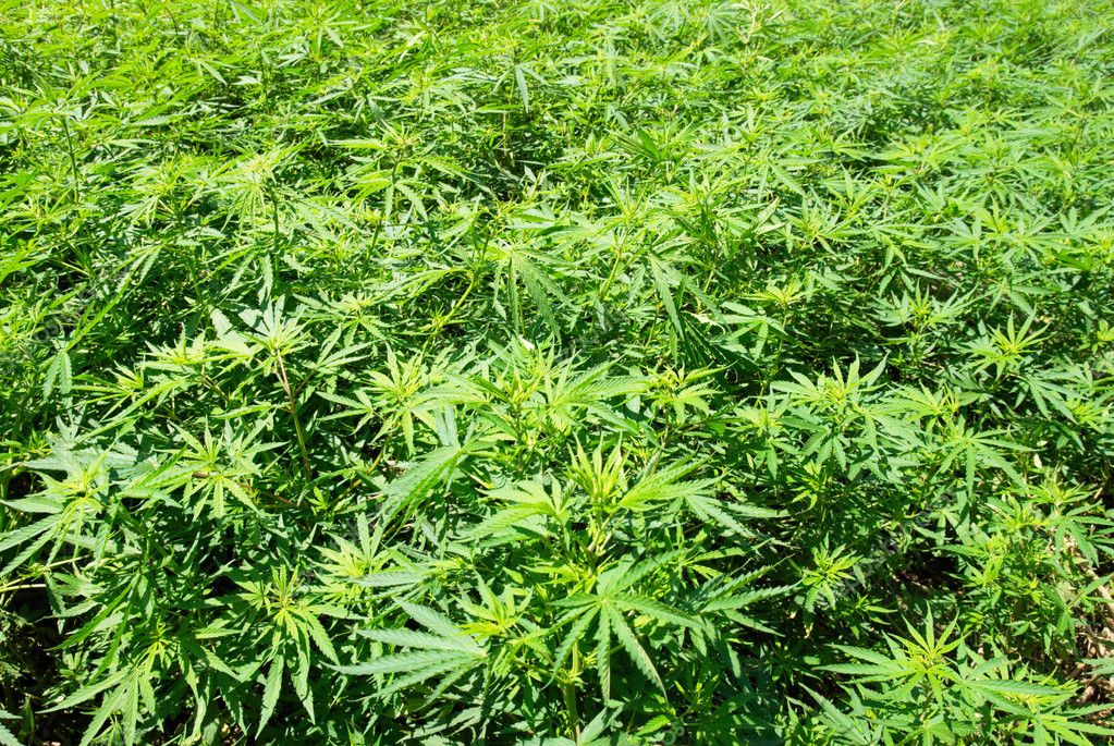поле марихуаны