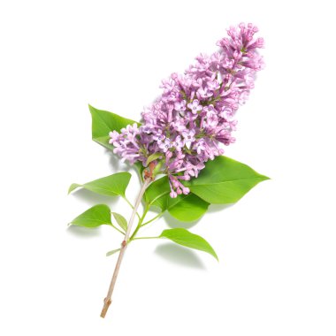 Violet lilac branch clipart