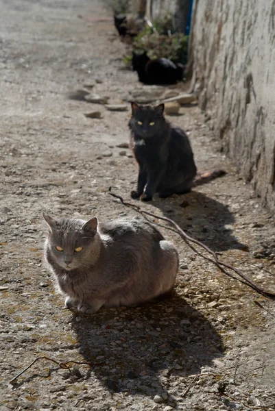 Graue und schwarze Katzen — Stockfoto