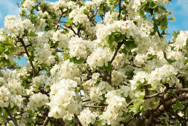 Beyaz elma ağacı çiçek — Stok fotoğraf
