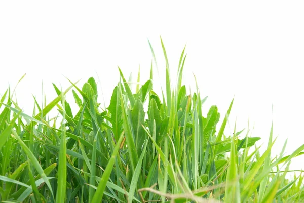 Zelené trávě, samostatný — Stock fotografie