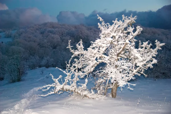 Floresta gelada de inverno à noite . — Fotografia de Stock