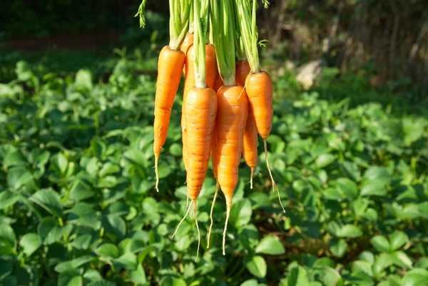 Un mucchio di carote — Foto Stock