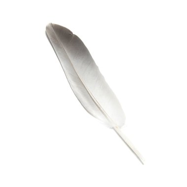 Bird's feather clipart