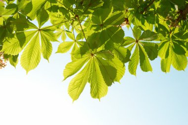 Green chestnut leaves clipart