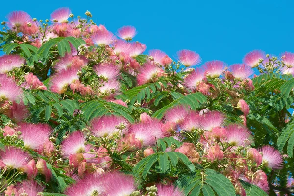 Bloemen van acacia (Albizia julibrissin) — Stockfoto