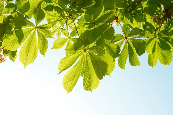 Groene kastanje bladeren — Stockfoto