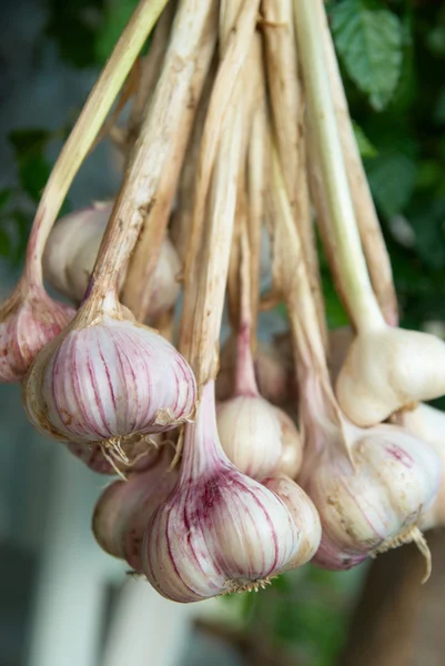 Bunch of garlics — Stock Photo, Image