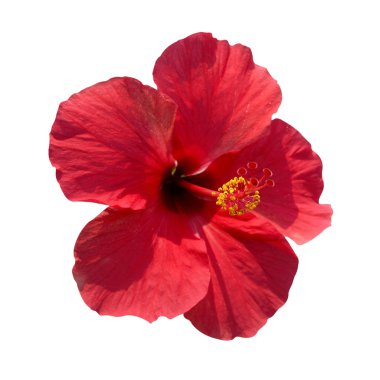 Hibiscus rosa sinensis clipart