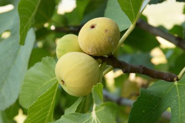 Fig tree clipart