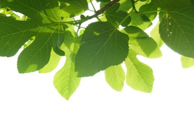 Green fig-tree leaves with branch clipart