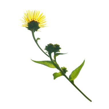 Elecampanel (Inula helenium)