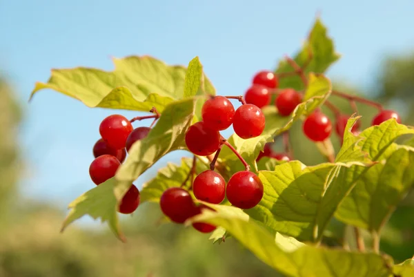 Manojos de berryes de árbol de nieve rojo — Foto de Stock