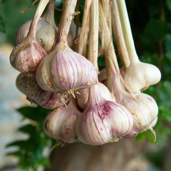 Bos van garlics — Stockfoto