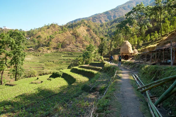 Pól ryżowych w górach Himalajach — Zdjęcie stockowe