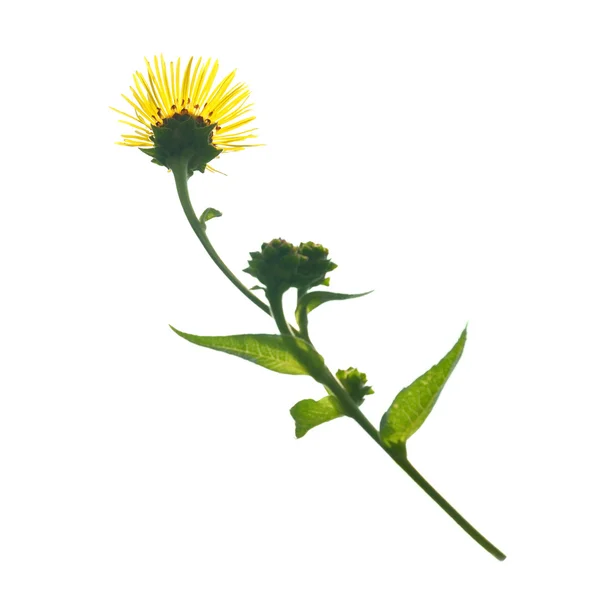 Stock image Elecampanel (Inula helenium)