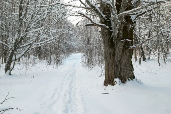 Paysage hivernal avec arbres glacés. — Photo