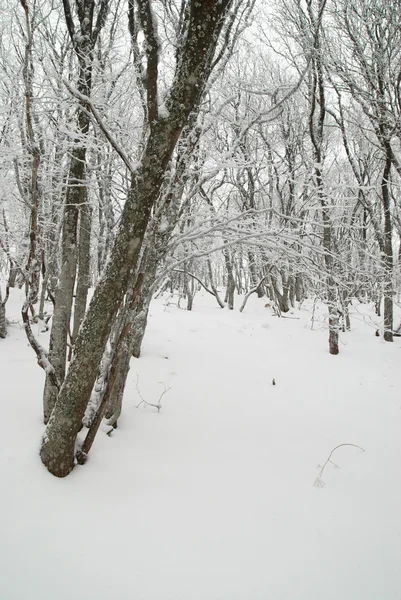 Зимний пейзаж с ледяными деревьями. — стоковое фото