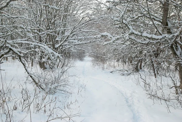 Paysage hivernal avec arbres glacés. — Photo