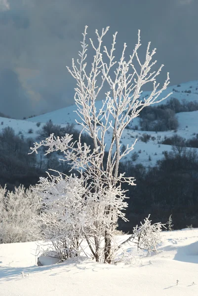 겨울 얼음 숲 — 스톡 사진