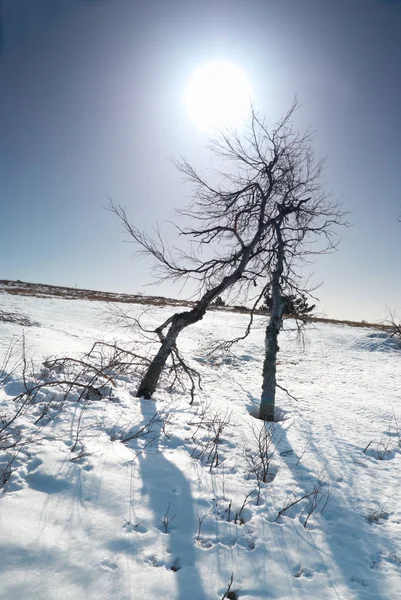 Árvores sob neve com estrela do sol . — Fotografia de Stock