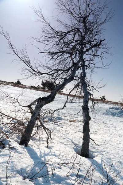 Ağaçların altında güneş ışığı ile kar. — Stok fotoğraf