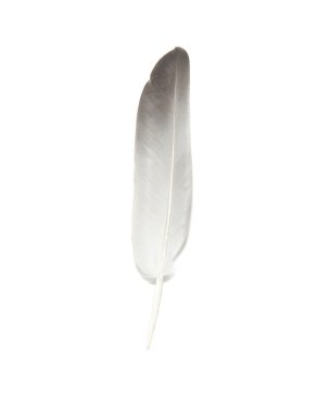 Bird's feather clipart