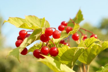 Kırmızı kartopu ağaç berryes demet