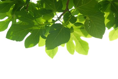 Green fig-tree leaves with branch clipart