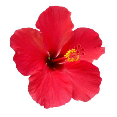 Hibiscus rosa sinensis clipart