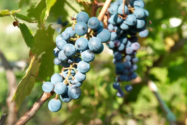 Manojos de uva negra — Foto de Stock