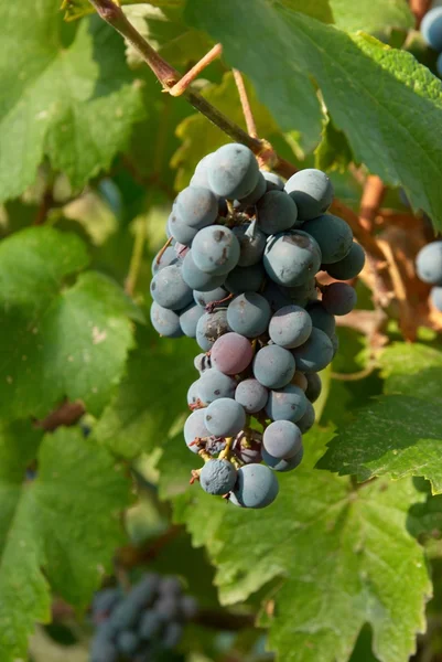 Зібрання чорного винограду — стокове фото