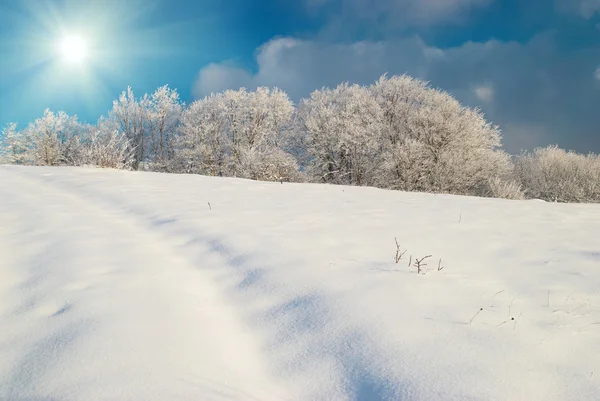 Vintern iskalla skogen — Stockfoto