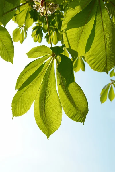 Zelené listy kaštanu. — Stock fotografie