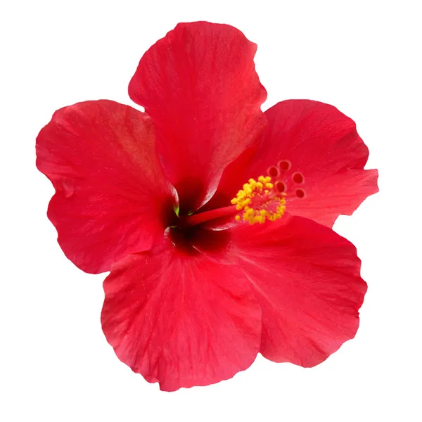 Hibiscus rosa sinensis — Foto Stock
