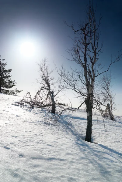 Träd under snö med solsken stjärna. — Stockfoto