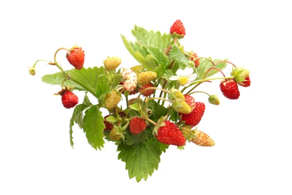 Viltvoksende jordbær – stockfoto