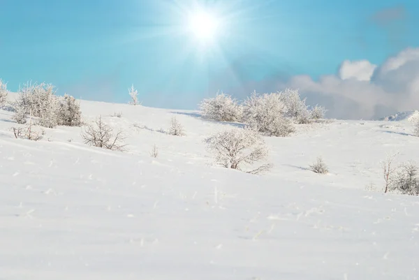 Vintern iskalla skogen — Stockfoto