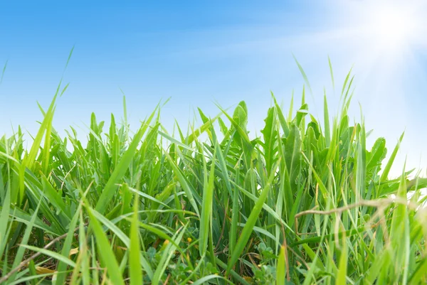 Grönt gräs och solen — Stockfoto