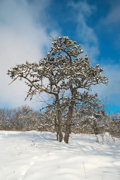 Floresta gelada de inverno — Fotografia de Stock