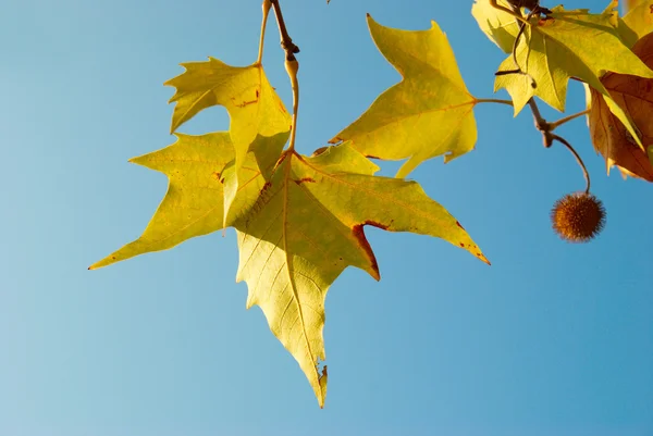 Yellow fall leaves. — Stock Photo, Image