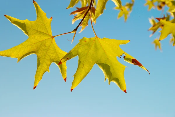 Yellow fall leaves. — Stock Photo, Image