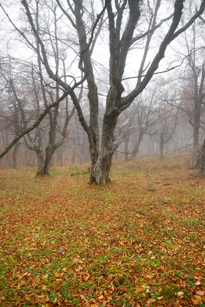 Autumn misty forest with fallen leaves. — Stock Photo, Image