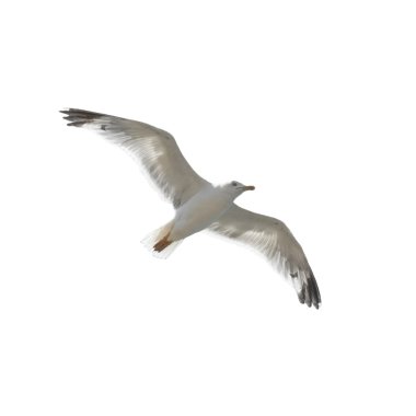 Flying seagull clipart