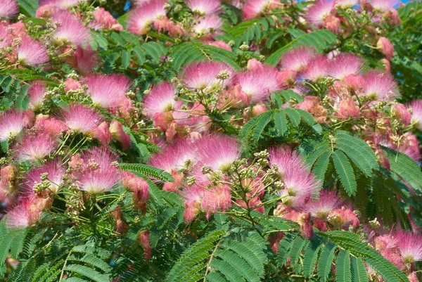 アカシアの花 — ストック写真