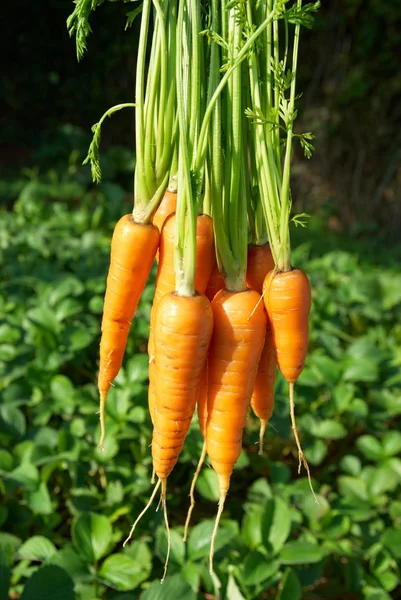 Um monte de cenouras. — Fotografia de Stock