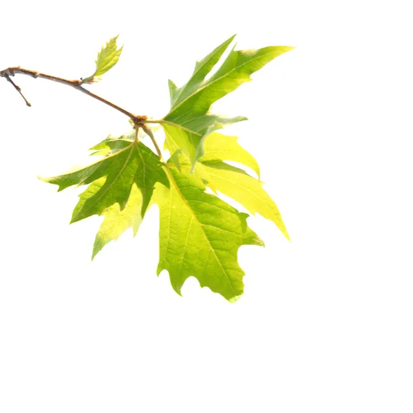 Gröna lönnlöv med gren — Stockfoto