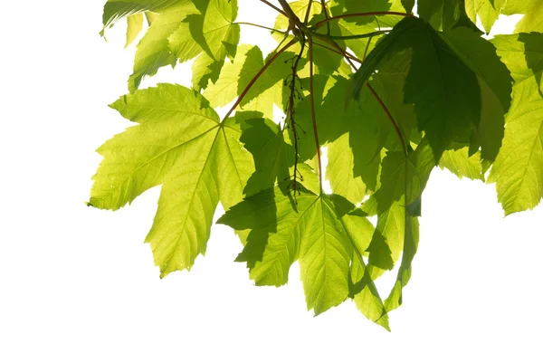 Groene kastanje bladeren — Stockfoto