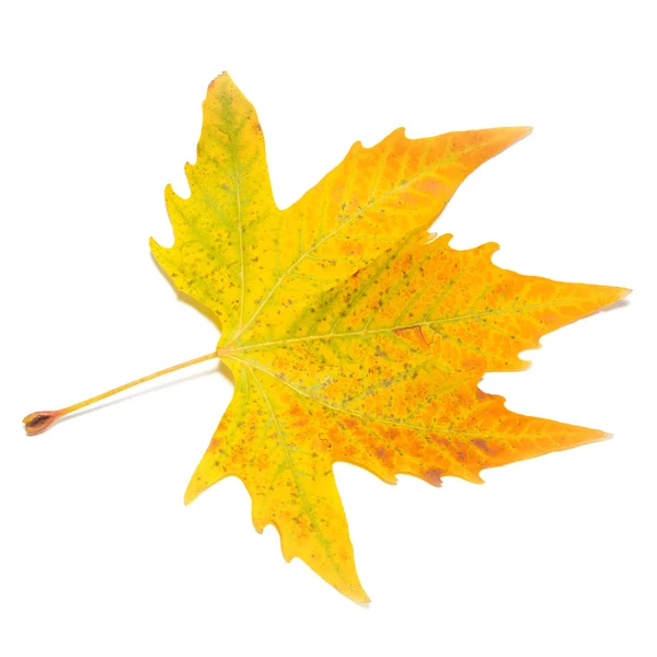 Помаранчевий осінній кленовий лист — стокове фото