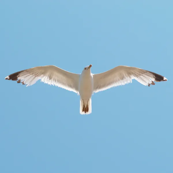 Gaivota voadora — Fotografia de Stock